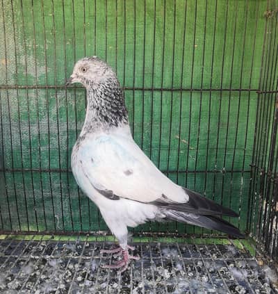 Patti Wala Teddy Cross