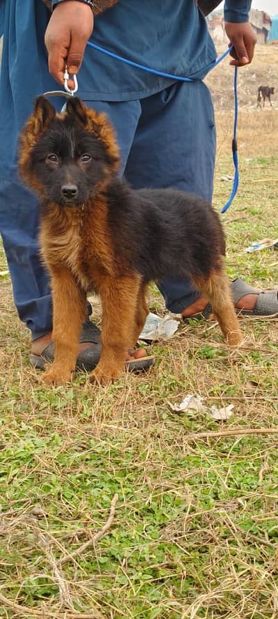 German Shepard male puppy for sale 0326 3535112 my WhatsApp number
