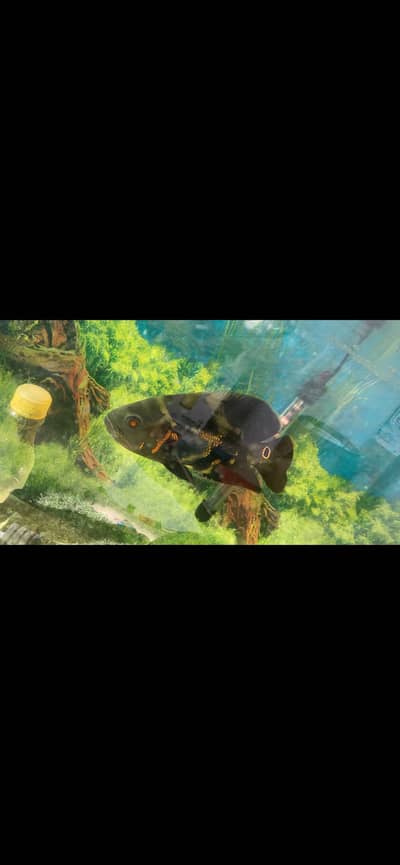 Oscar pair / Texas / Flowerhorn