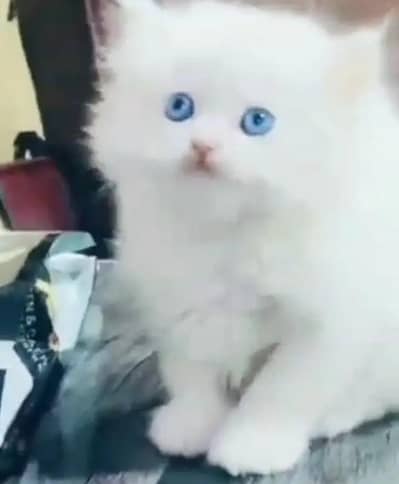 Persian female kitten for sale My WhatsApp number 03 20 24 100 47
