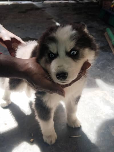 Siberian Husky Puppy | Odd Eyes Husky | Wolly coat | Dog Puppies sale