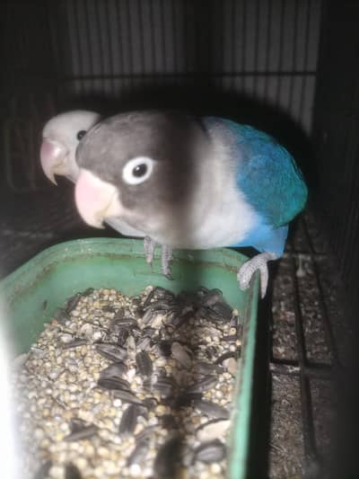 lotino fishri, blue fishri, blue pasnata,