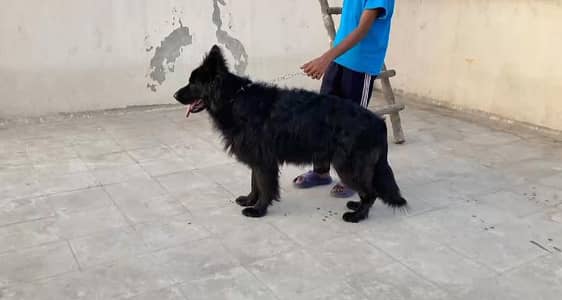 pedigree black male