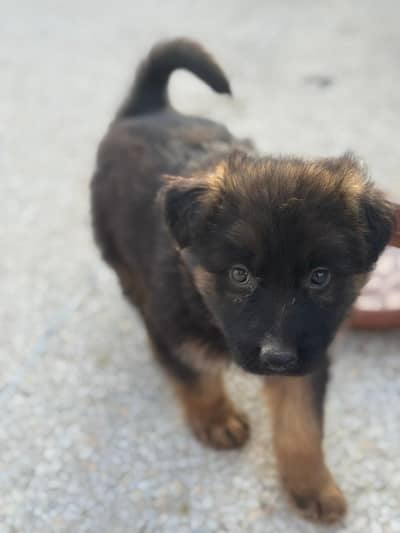 German shepherd pair