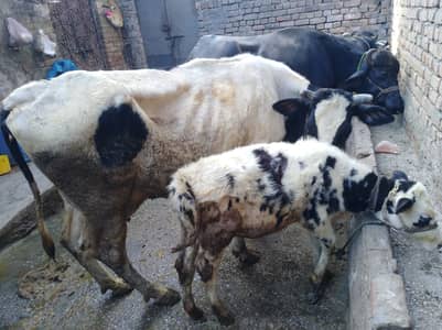 fresian cow | Jersi fresian |  Milking Cow for sale | گائے