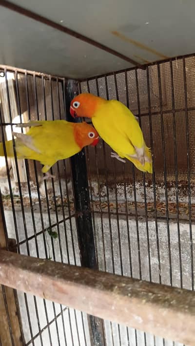 Latino opline mail  and  dec opline femail