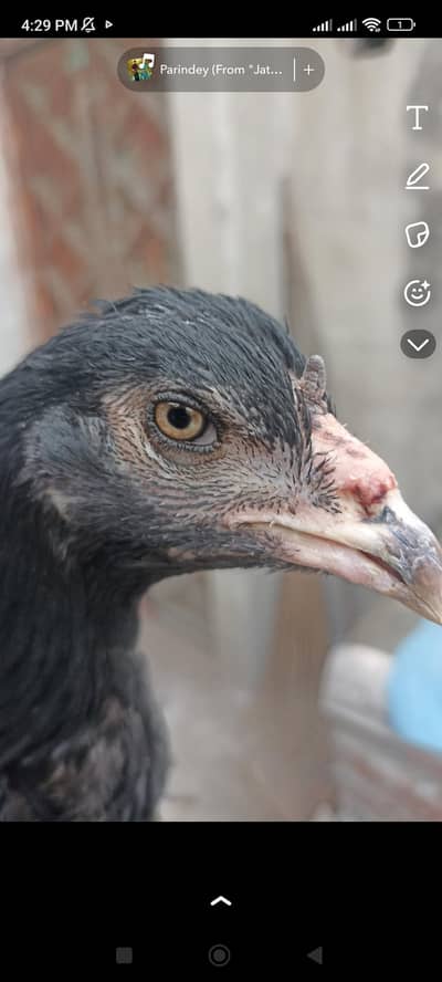 2 thai cross murgiya ha dono breed k liye ready ha