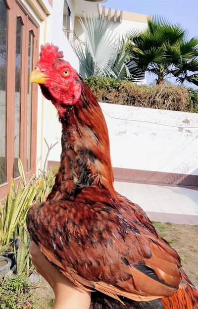 High quality peela zehreela as eel patha