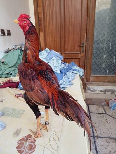 High quality peela zehreela as eel patha