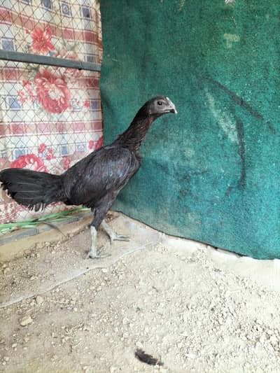 Pure Dragon Madi for sale