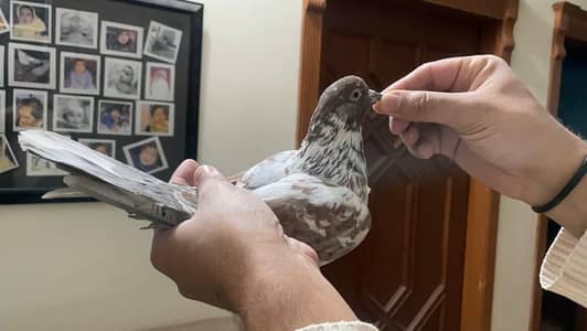 Fancy sherazi male for sale