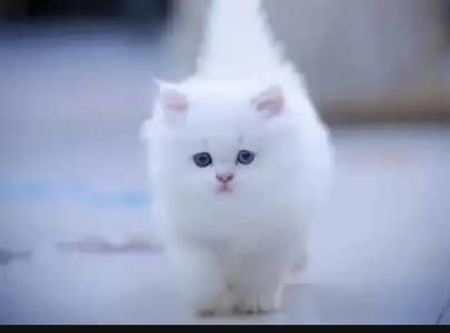 Persian female kitten for sale My WhatsApp number 03 20 24 100 47