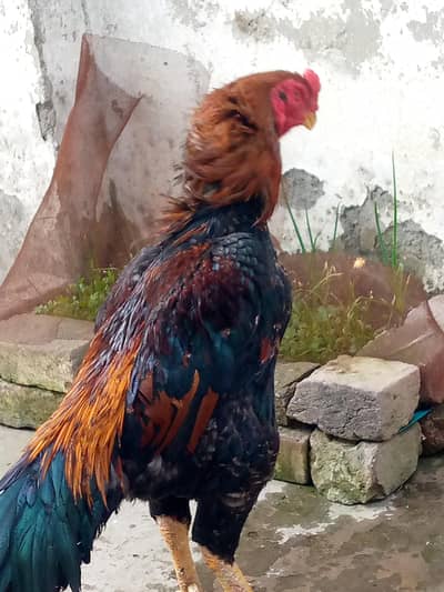 Shamo lakha male 03493675218Whatsaap