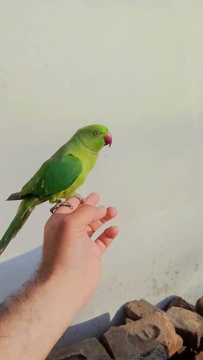 03369510495 Green ringneck parrot handtame