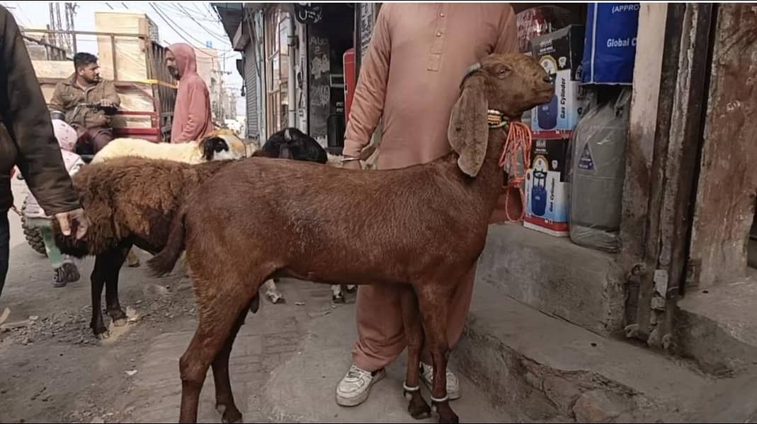 bakri 1
