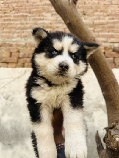 Black/white original breed