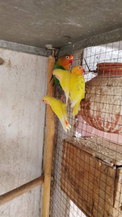 4love birds pathy ak fisher female