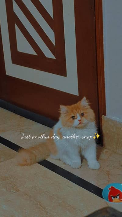 ginger Persian male cat