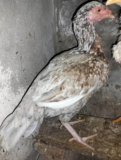 Aseel Silver Salaiti eggs laying hen