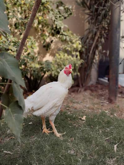 Top Qulaty Heera Aseel Available For Sale