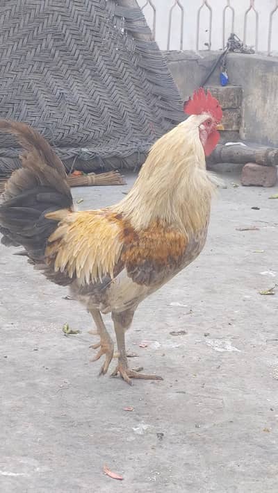 desi murgha full size for sale