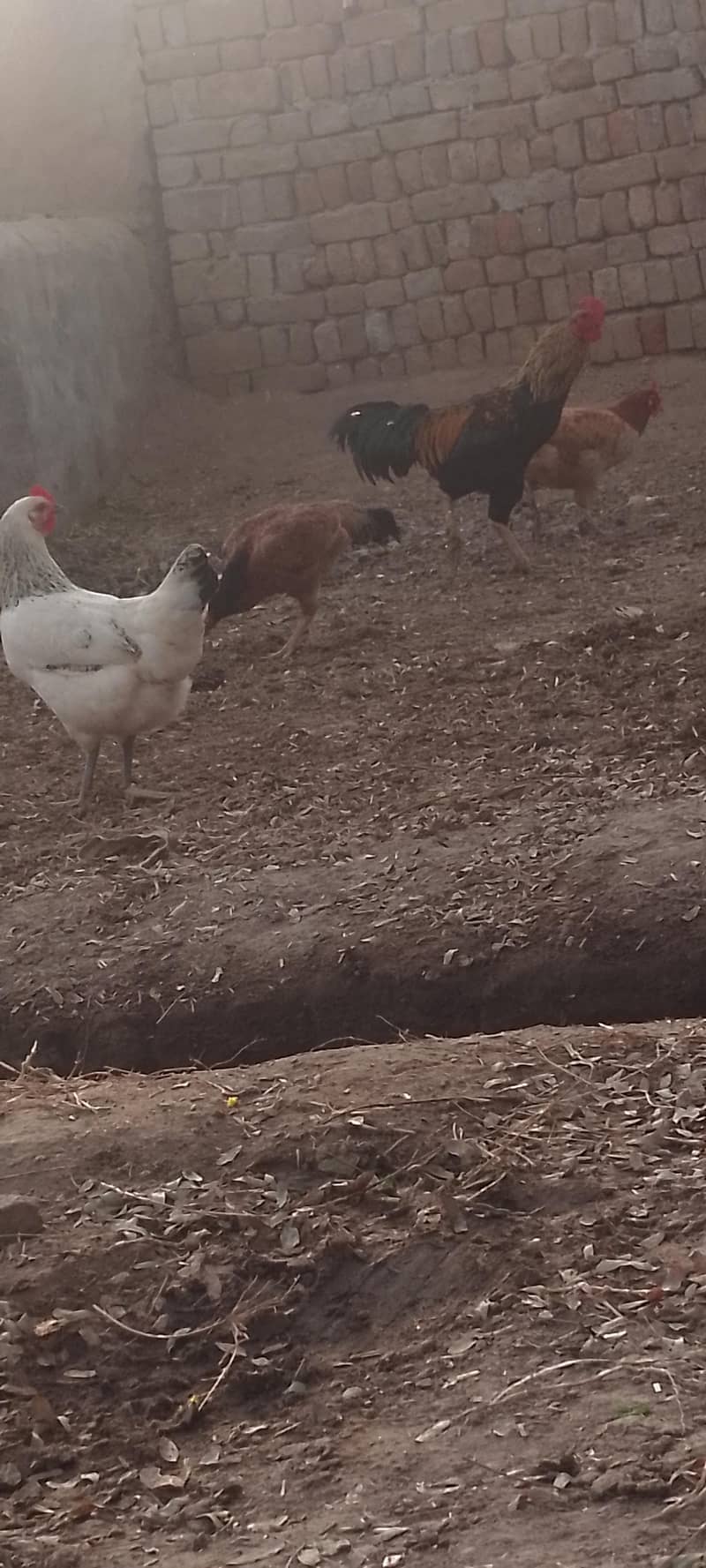 گولڈن ہینز مرغیاں برائے فروخت – 9-10 ماہ کی عمر، انڈے دینے والی 0