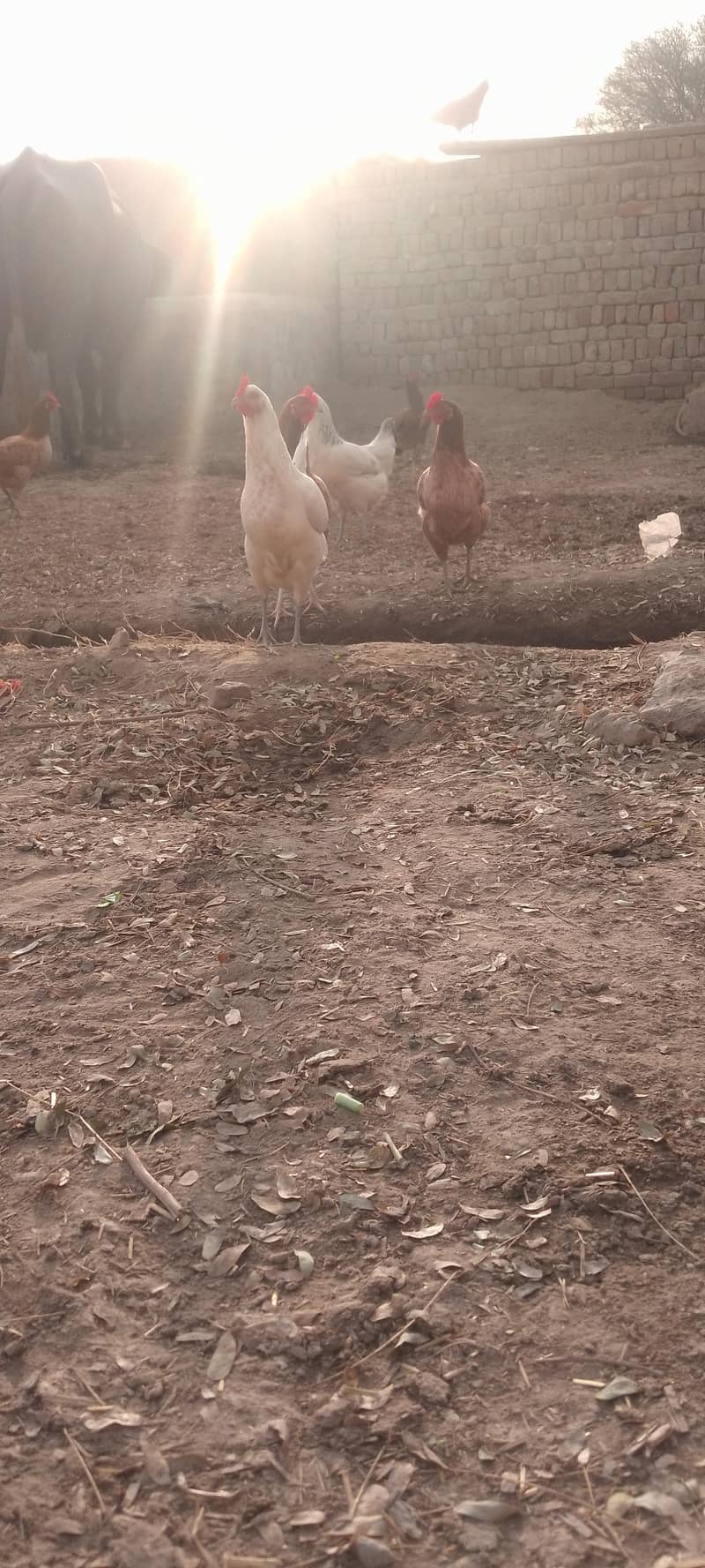 گولڈن ہینز مرغیاں برائے فروخت – 9-10 ماہ کی عمر، انڈے دینے والی 2