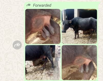 For sale 2ed timer baffellow