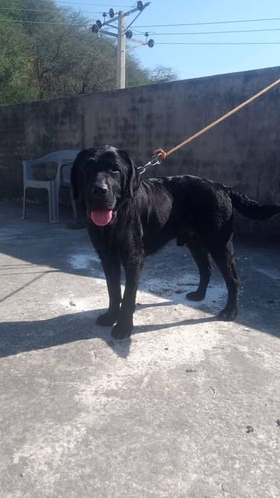 Labrador male for sale for sale
