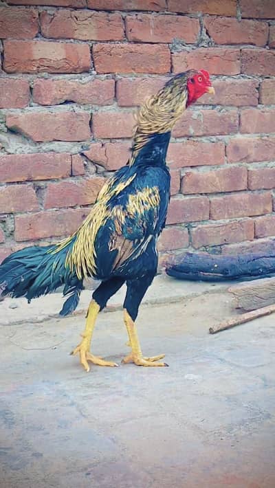 Lakha,lasani,mushka,sava, heera are breeds are available