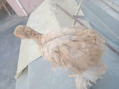 buff motelled Cochin bantam