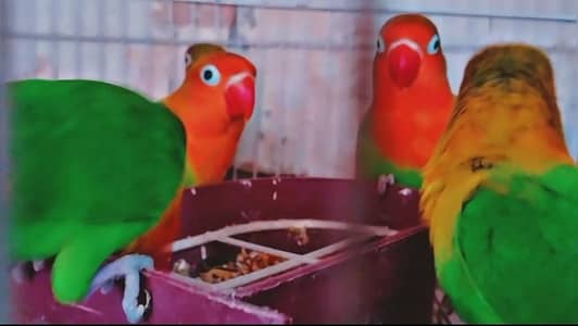 love bird 2 breeder pair +chicks+2 box+ cage+ 12 egg