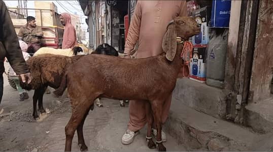 heavy bakri