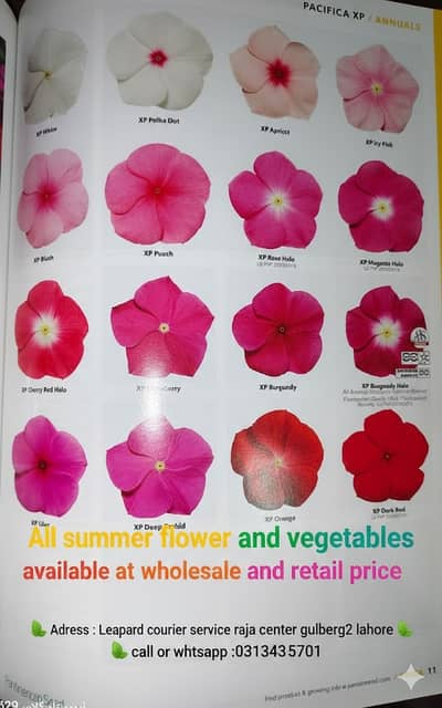 All Summer Flower and Vegetables Seeds available at wholesale price