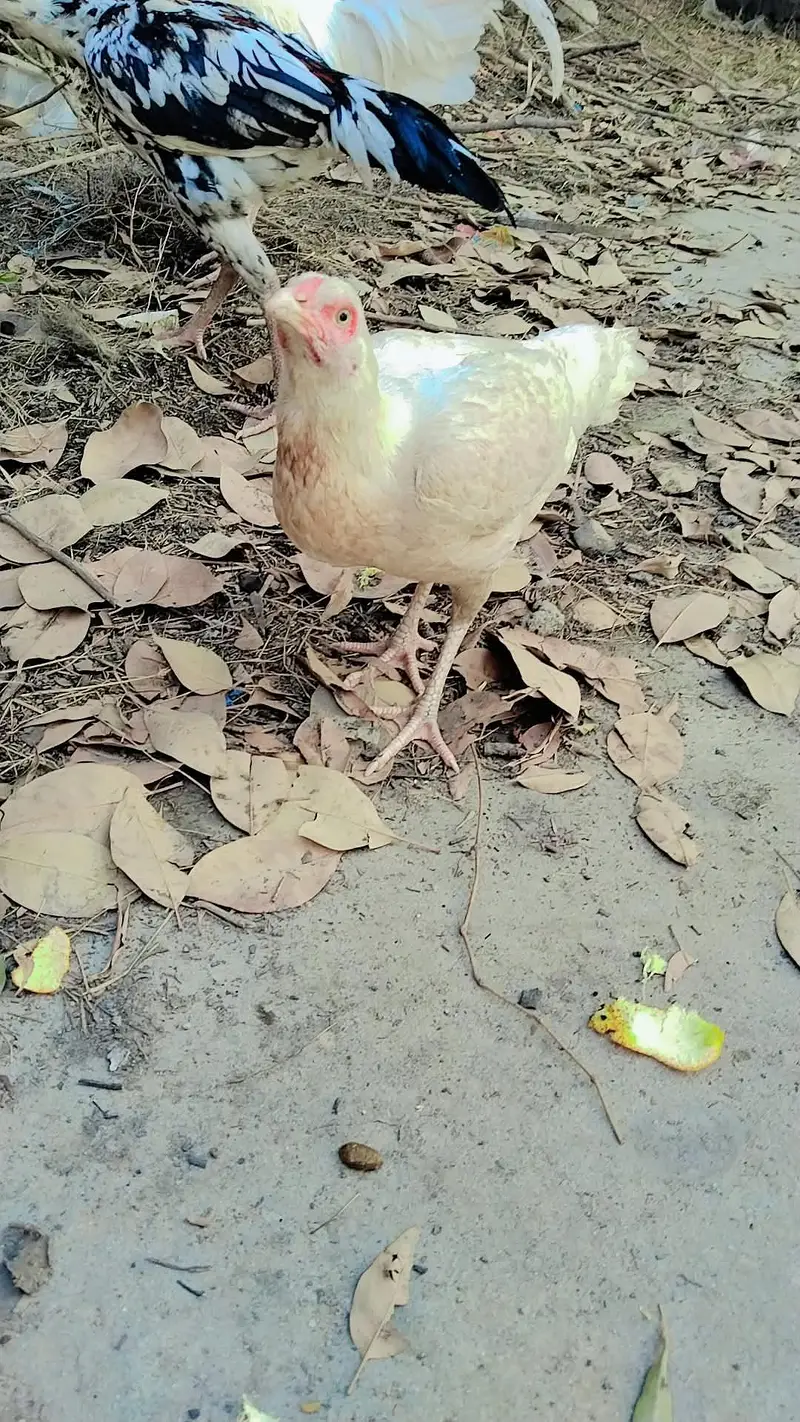 asee madil for sale — photo 3