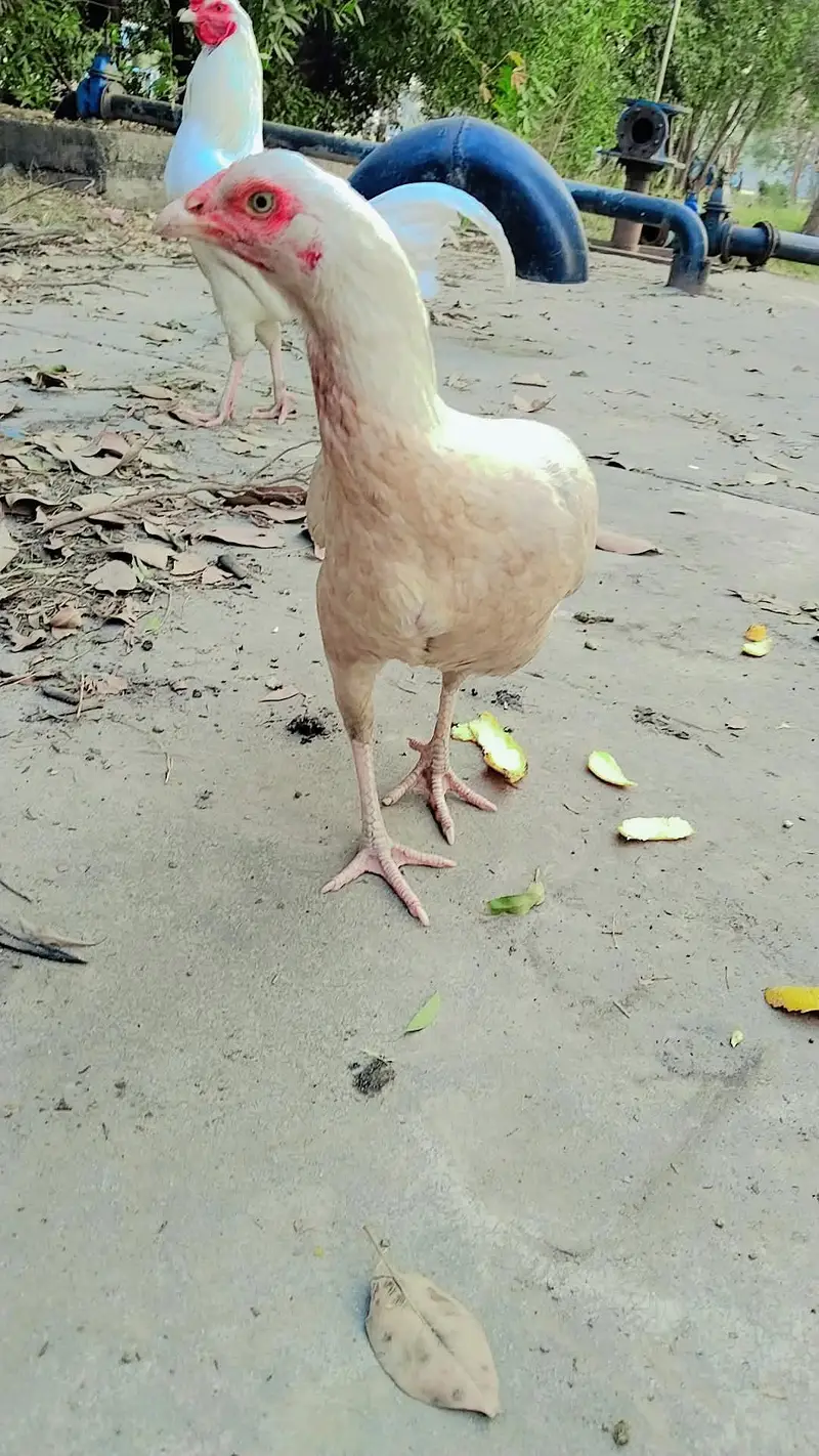asee madil for sale — photo 4