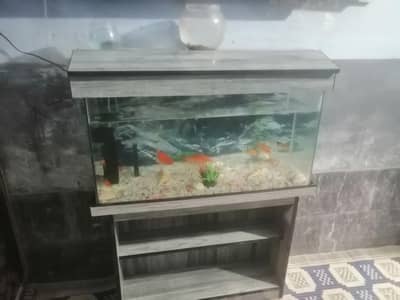 aquarium all fish salle