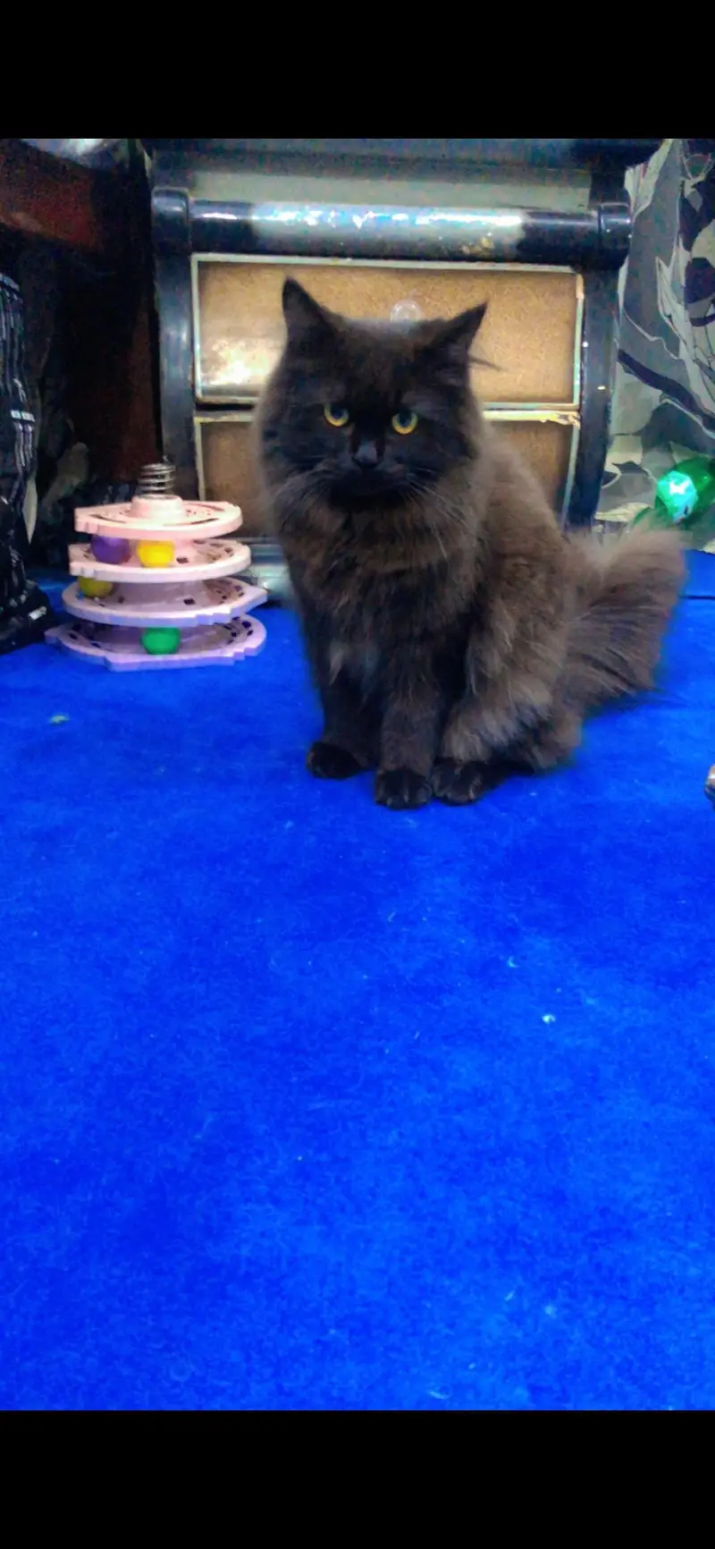Persian Kittens & Cats — photo 5