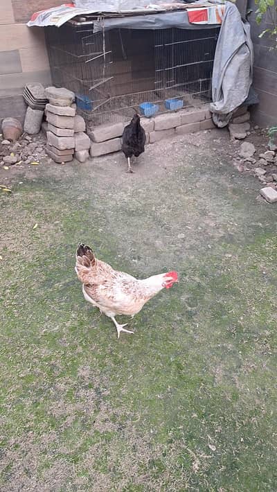 2 desi hens both egg laying