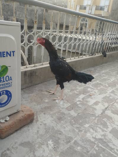 Aseel murga for sale