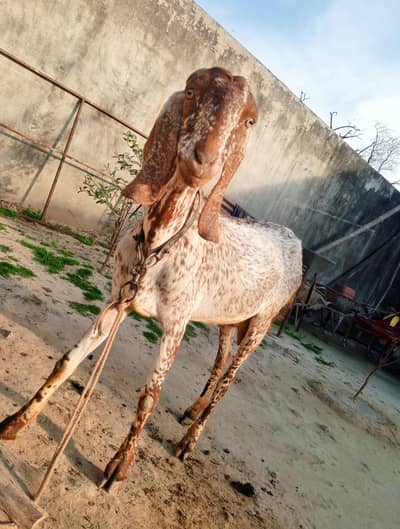 بکری برائے فروخت