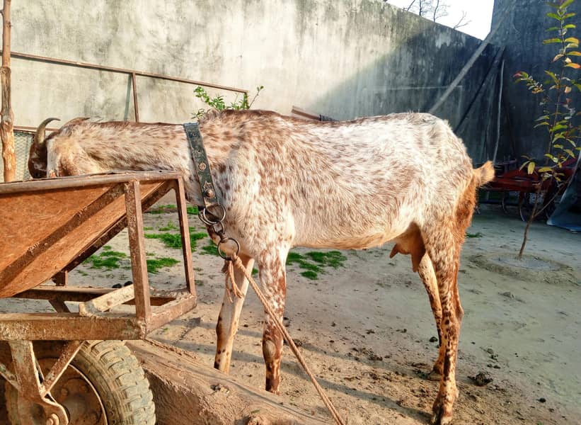 بکری برائے فروخت 2