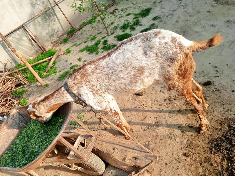 بکری برائے فروخت 3