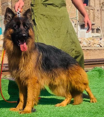 German Shepherd Male Dog / Long Coat / Double Coat / GSD dog