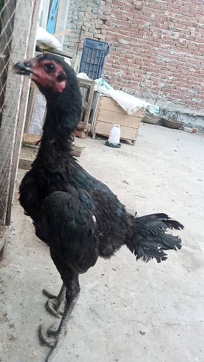 thai pakoya female 03209745706