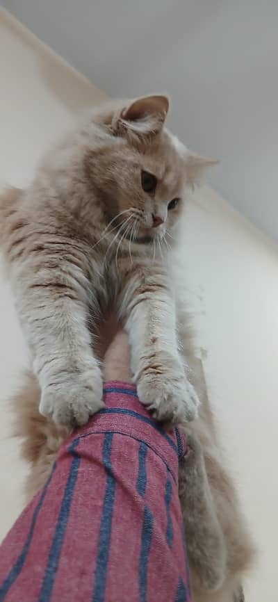 Female persian cats for sale