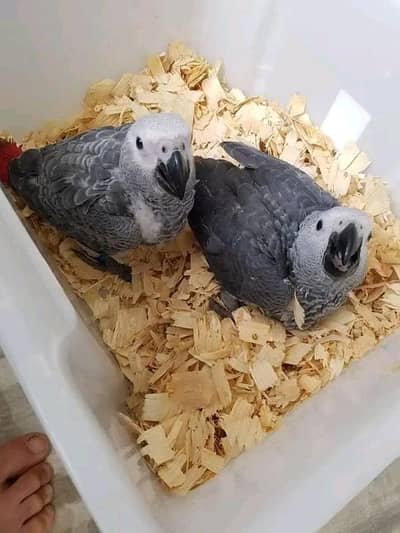African grey parrot chicks for sale 03284187306