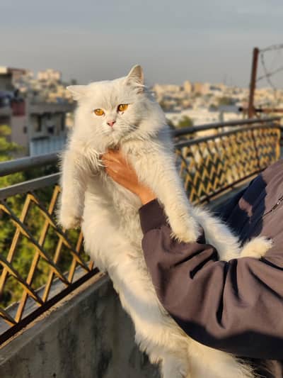 Home Breed Double coat