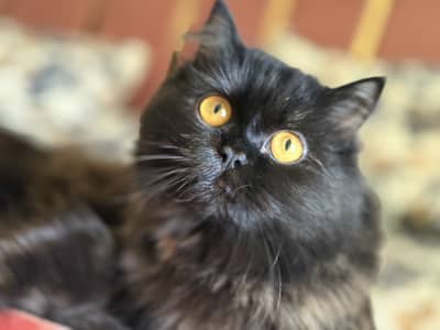 Black Persian cat