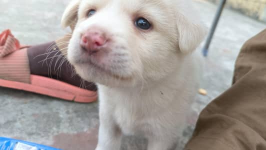 Beautiful Dog with Cage and carpet 2, month